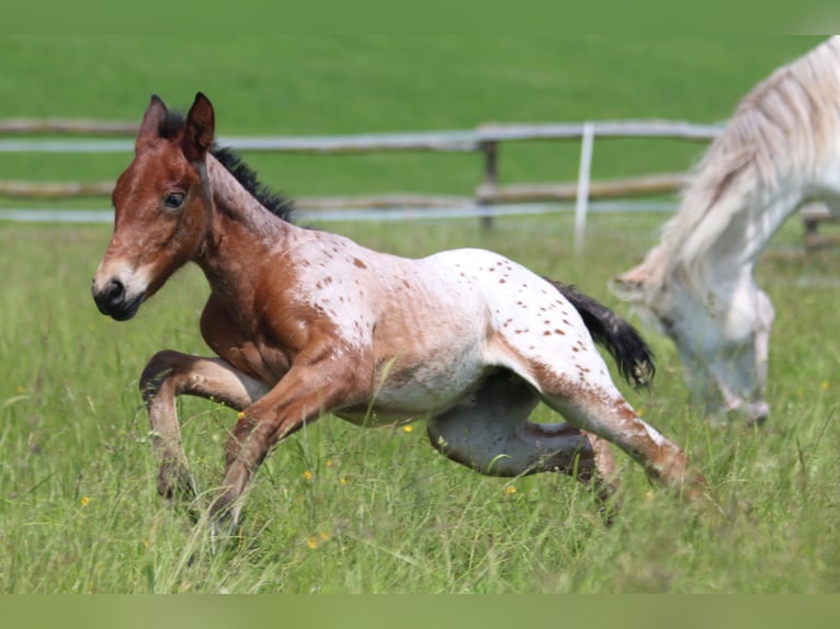Knabstrup Mare  15,1 hh Leopard-Piebald in Ro&#xDF;haupten