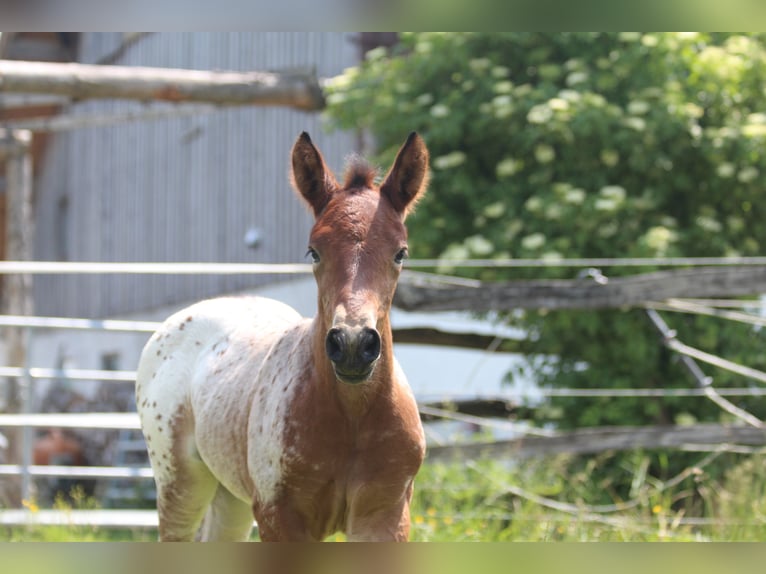 Knabstrup Mare  15,1 hh Leopard-Piebald in Ro&#xDF;haupten