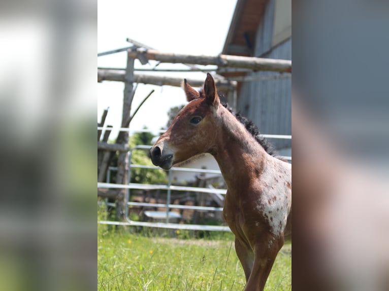 Knabstrup Mare  15,1 hh Leopard-Piebald in Ro&#xDF;haupten
