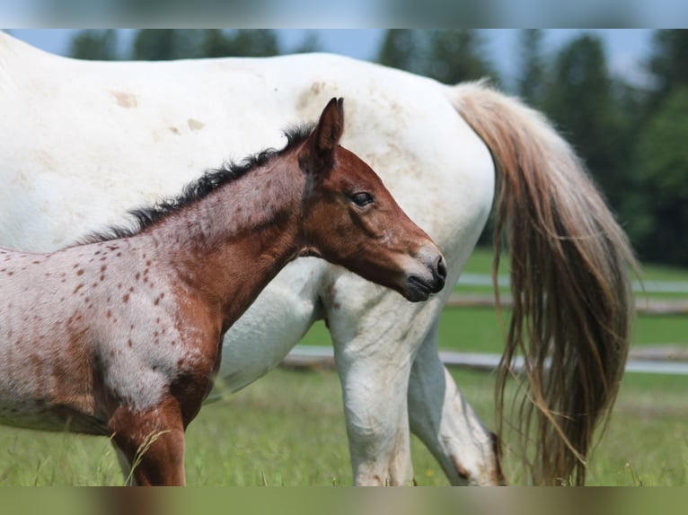 Knabstrup Mare  15,1 hh Leopard-Piebald in Ro&#xDF;haupten