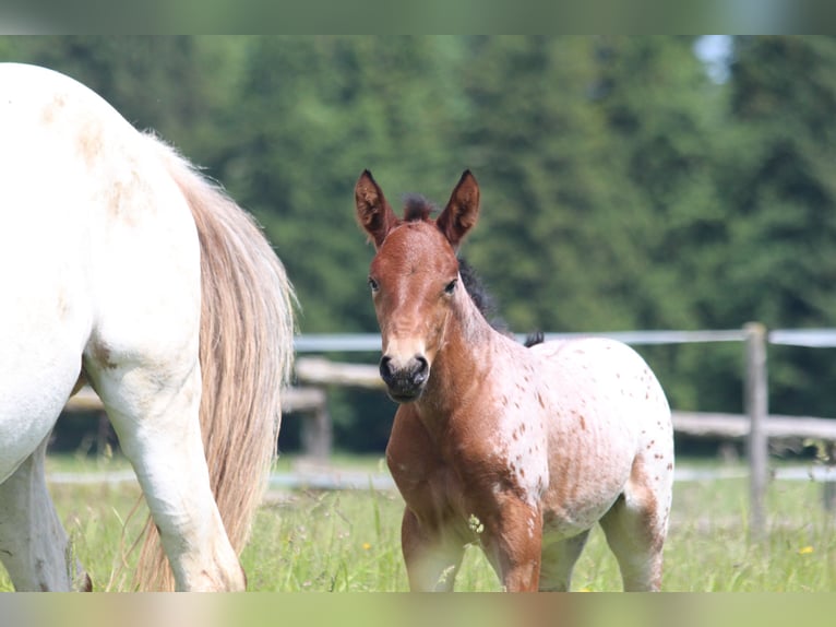 Knabstrup Mare  15,1 hh Leopard-Piebald in Ro&#xDF;haupten