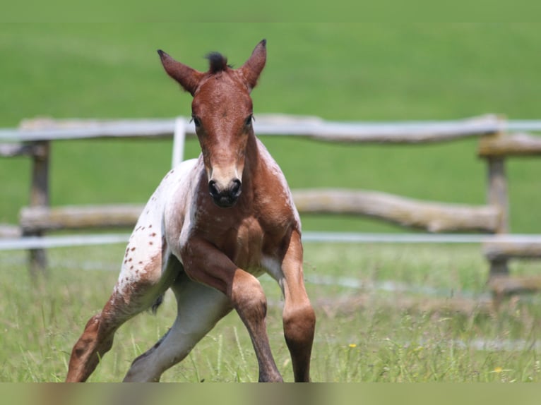 Knabstrup Mare  15,1 hh Leopard-Piebald in Ro&#xDF;haupten
