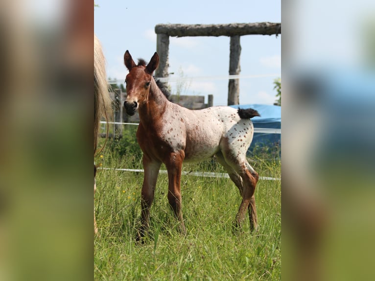 Knabstrup Mare  15,1 hh Leopard-Piebald in Ro&#xDF;haupten