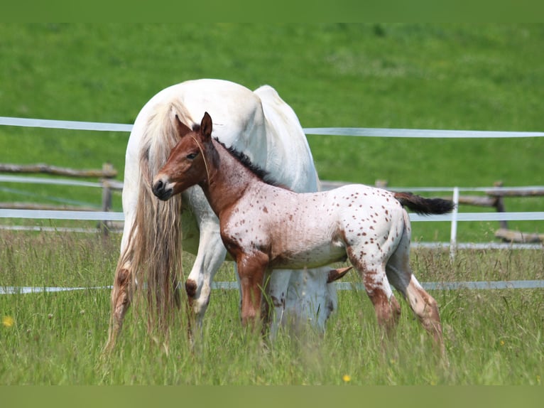 Knabstrup Mare  15,1 hh Leopard-Piebald in Ro&#xDF;haupten
