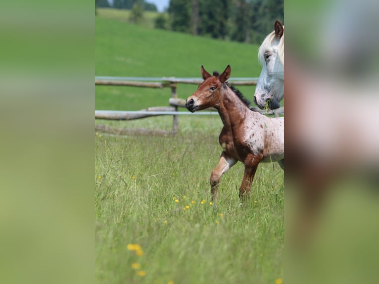 Knabstrup Mare  15,1 hh Leopard-Piebald in Ro&#xDF;haupten