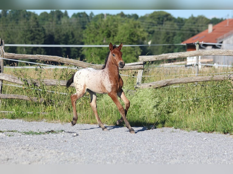 Knabstrup Mare  15,1 hh Leopard-Piebald in Ro&#xDF;haupten