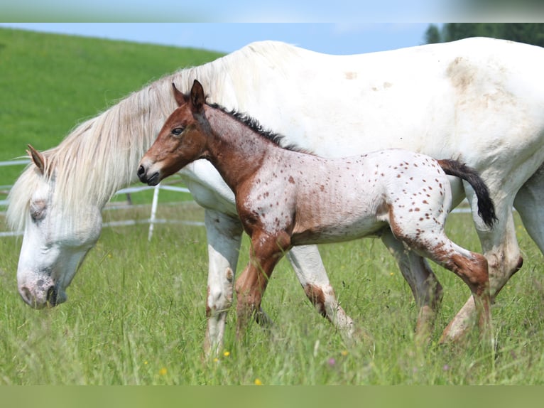 Knabstrup Mare  15,1 hh Leopard-Piebald in Ro&#xDF;haupten