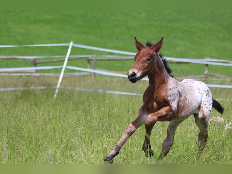 Knabstrup Mare  15,1 hh Leopard-Piebald in Ro&#xDF;haupten