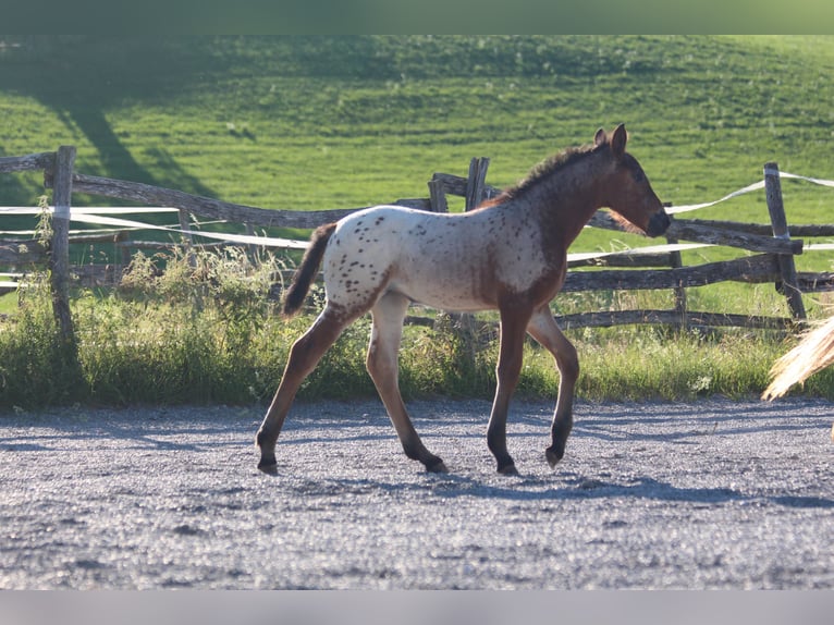Knabstrup Mare  15,1 hh Leopard-Piebald in Ro&#xDF;haupten