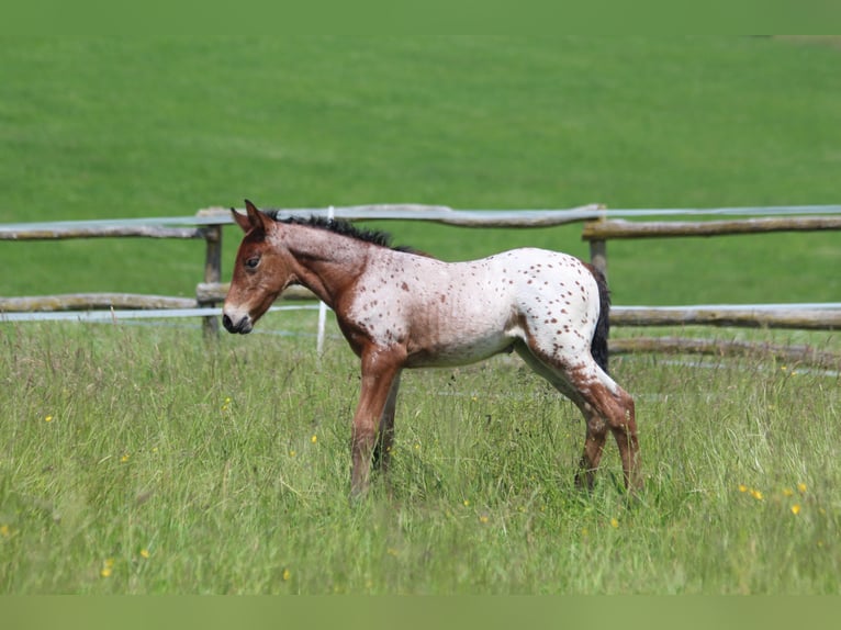 Knabstrup Mare  15,1 hh Leopard-Piebald in Ro&#xDF;haupten