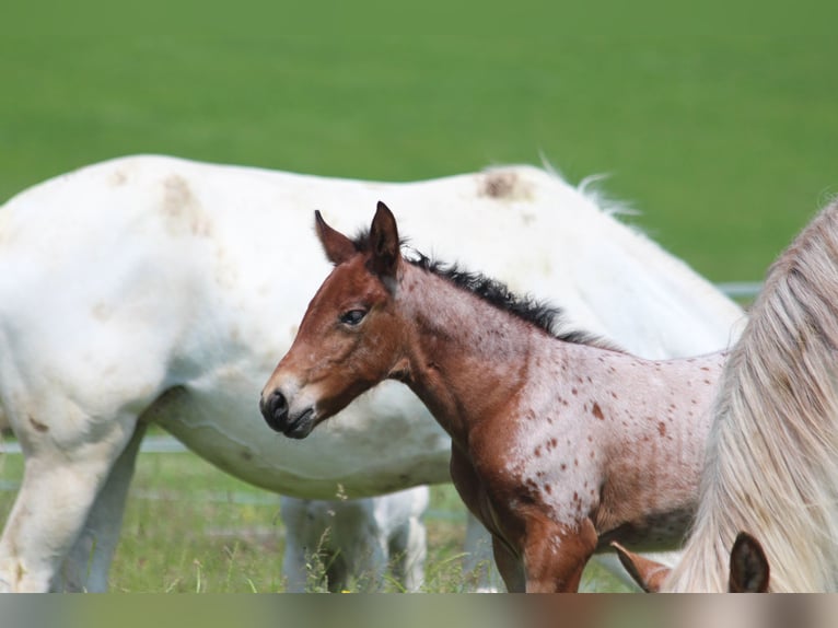 Knabstrup Mare  15,1 hh Leopard-Piebald in Ro&#xDF;haupten