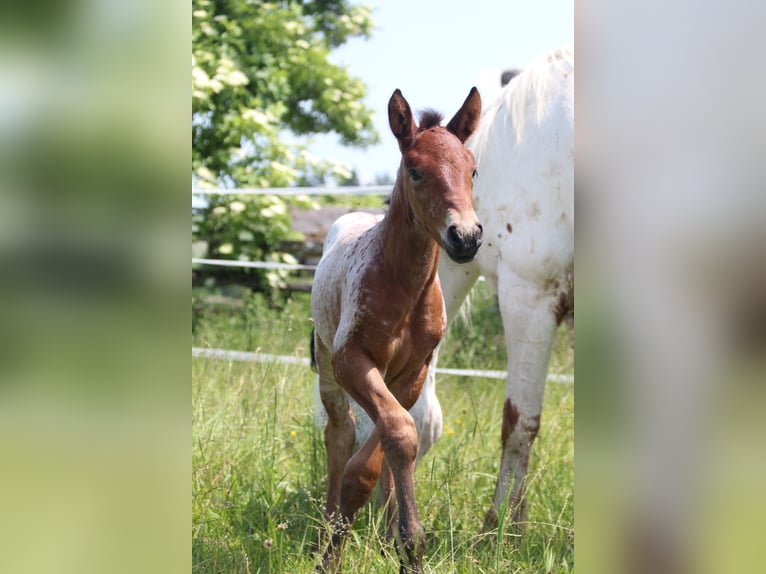 Knabstrup Mare  15,1 hh Leopard-Piebald in Ro&#xDF;haupten