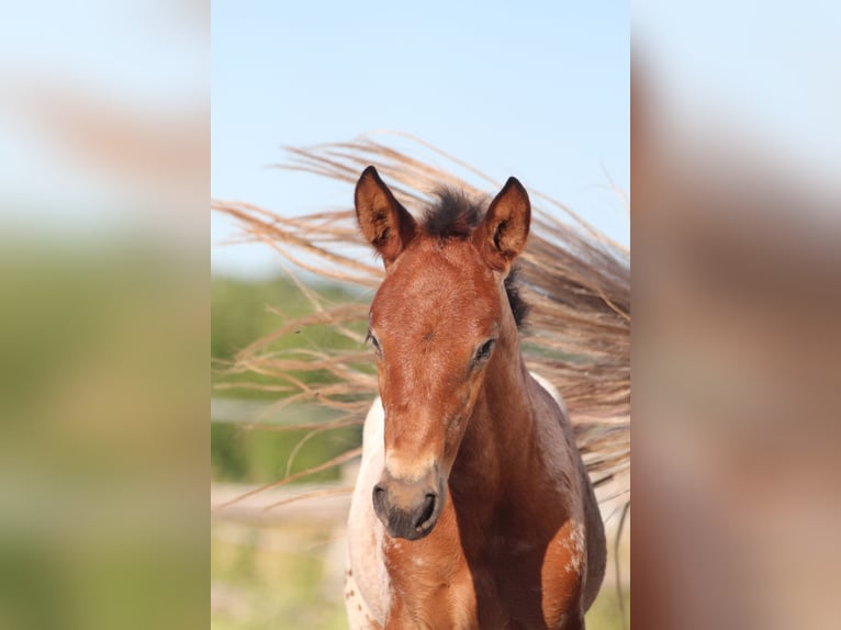 Knabstrup Mare  15,1 hh Leopard-Piebald in Ro&#xDF;haupten