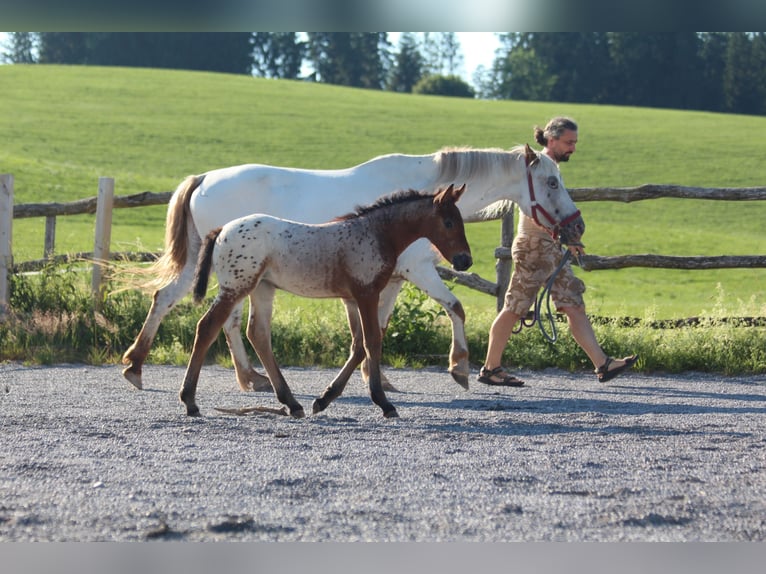 Knabstrup Mare  15,1 hh Leopard-Piebald in Ro&#xDF;haupten
