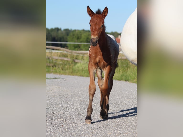 Knabstrup Mare  15,1 hh Leopard-Piebald in Ro&#xDF;haupten
