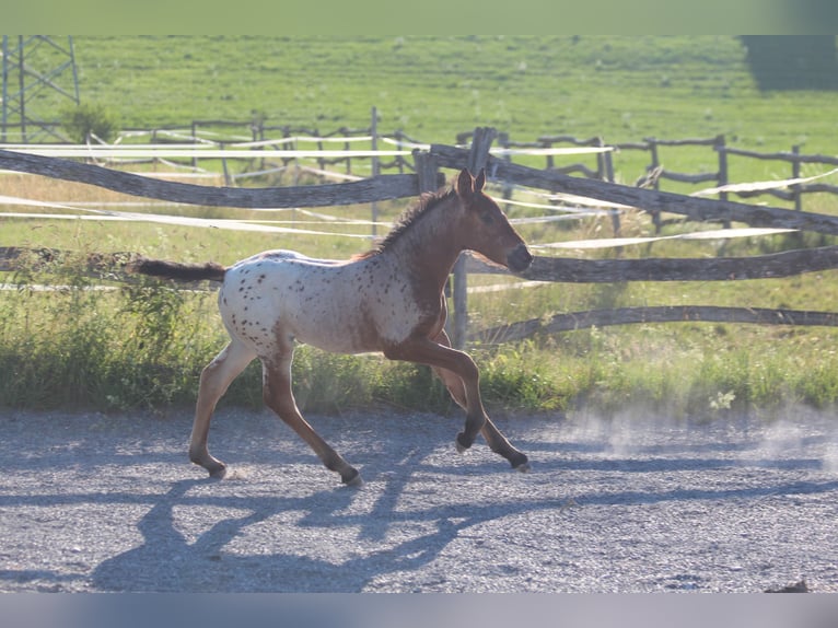 Knabstrup Mare  15,1 hh Leopard-Piebald in Ro&#xDF;haupten