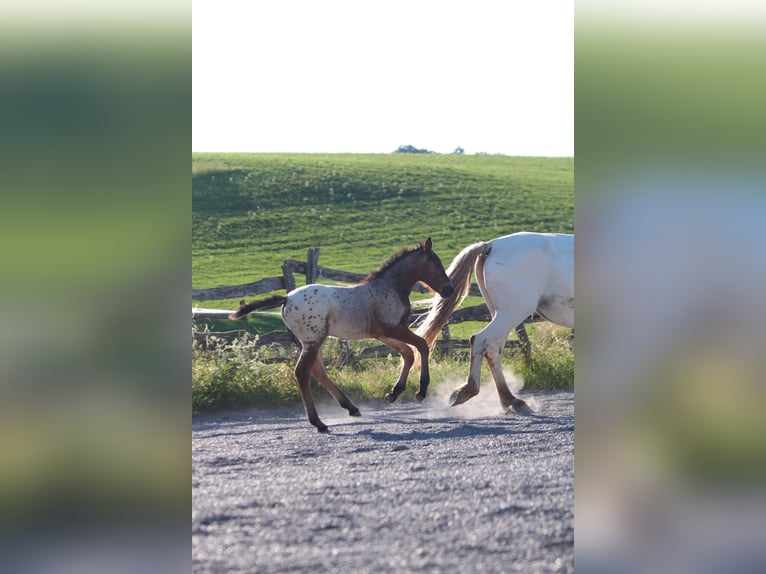 Knabstrup Mare  15,1 hh Leopard-Piebald in Ro&#xDF;haupten