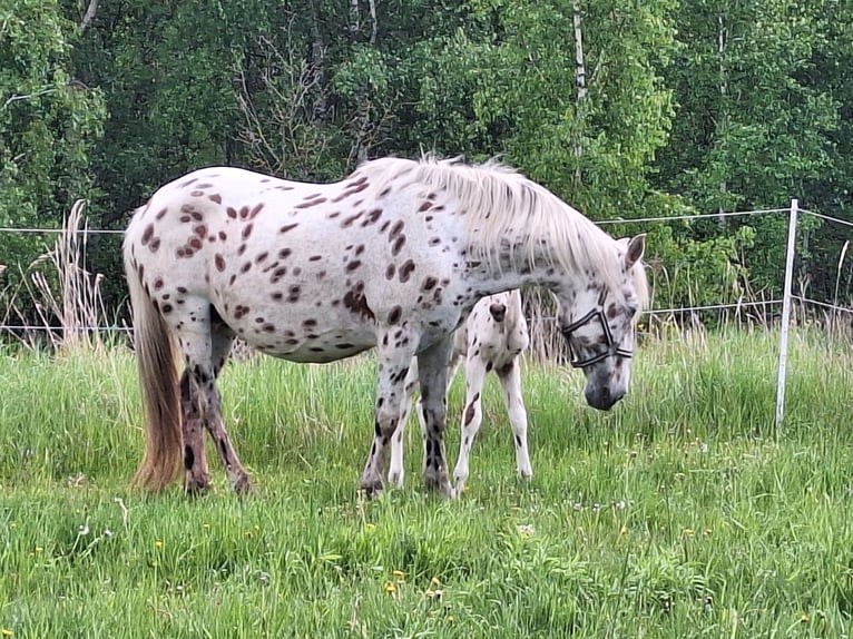 Knabstrup Mare  15,2 hh Gray-Fleabitten in Neustadt an der OrlaWeira
