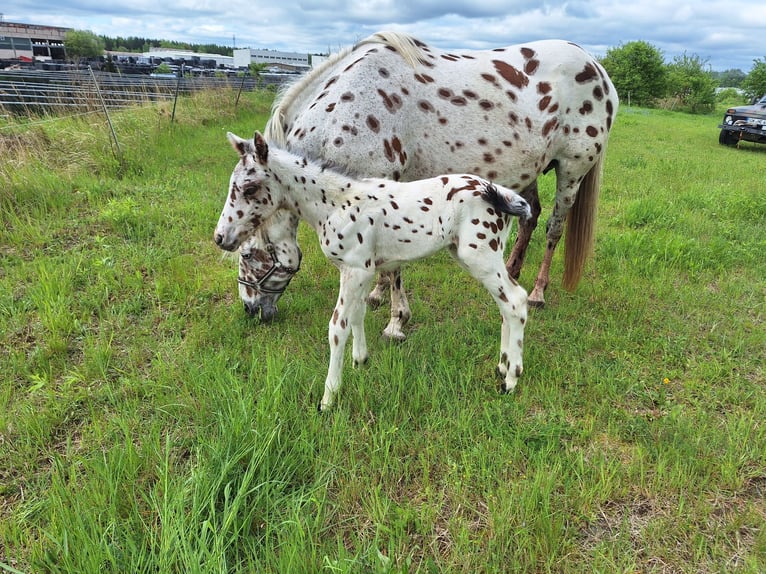 Knabstrup Mare  15,2 hh Gray-Fleabitten in Neustadt an der OrlaWeira