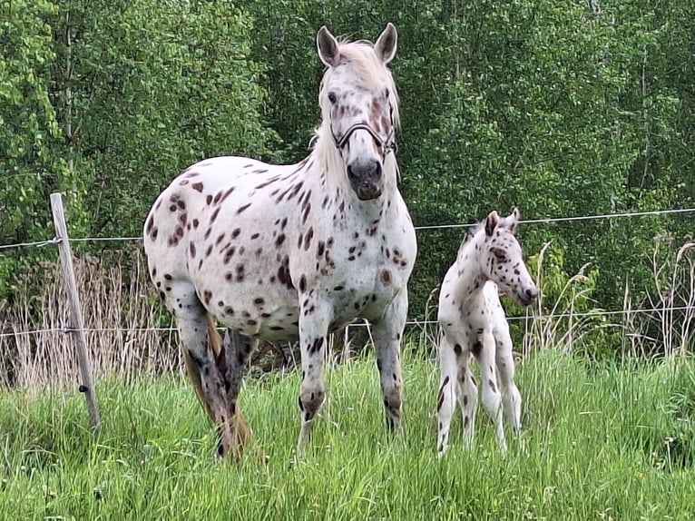 Knabstrup Mare  15,2 hh Gray-Fleabitten in Neustadt an der OrlaWeira