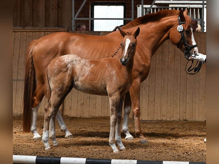 Knabstrup Mare Foal (03/2025) 15,2 hh Leopard-Piebald in Spreenhagen