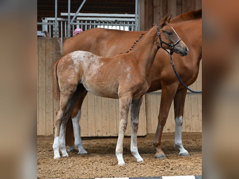 Knabstrup Mare Foal (03/2025) 15,2 hh Leopard-Piebald in Spreenhagen