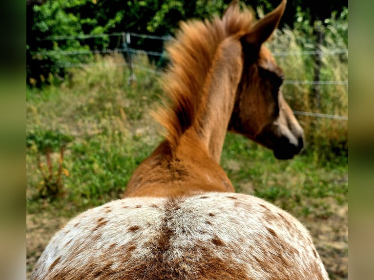 Knabstrup Mare Foal (03/2025) 15,2 hh Leopard-Piebald in Spreenhagen