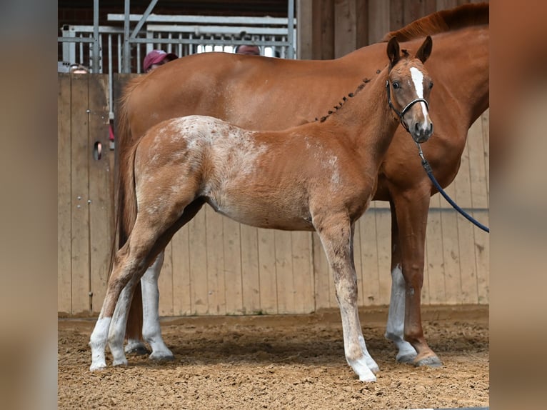 Knabstrup Mare Foal (03/2025) 15,2 hh Leopard-Piebald in Spreenhagen