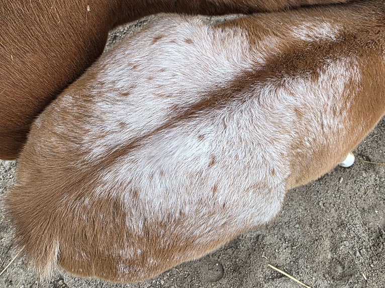 Knabstrup Mare  15,2 hh Leopard-Piebald in Spreenhagen