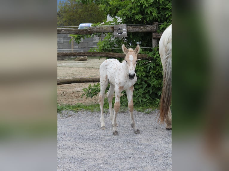 Knabstrup Mare  15,2 hh Leopard-Piebald in Ro&#xDF;haupten