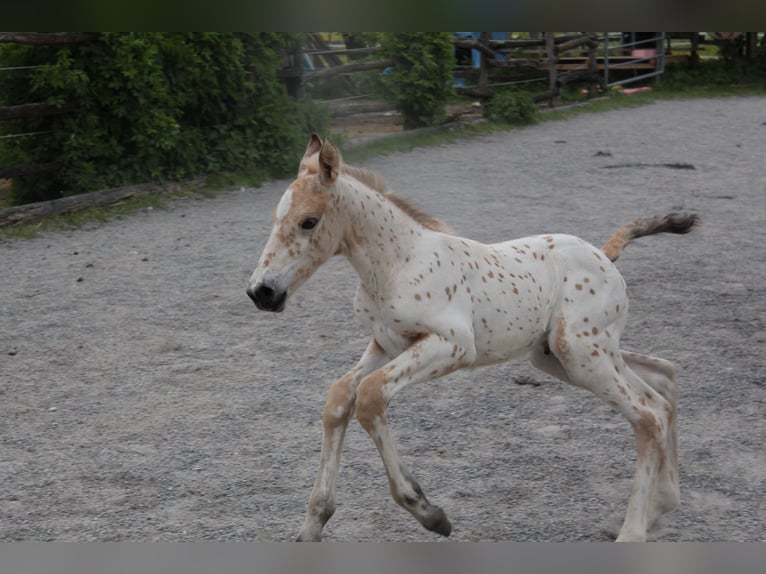 Knabstrup Mare  15,2 hh Leopard-Piebald in Ro&#xDF;haupten