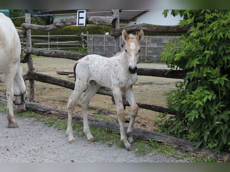 Knabstrup Mare  15,2 hh Leopard-Piebald in Ro&#xDF;haupten