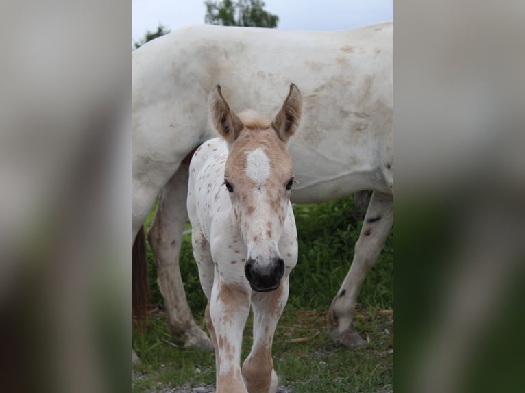 Knabstrup Mare  15,2 hh Leopard-Piebald in Ro&#xDF;haupten