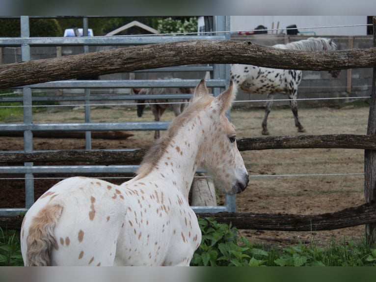 Knabstrup Mare  15,2 hh Leopard-Piebald in Ro&#xDF;haupten