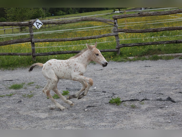 Knabstrup Mare  15,2 hh Leopard-Piebald in Ro&#xDF;haupten