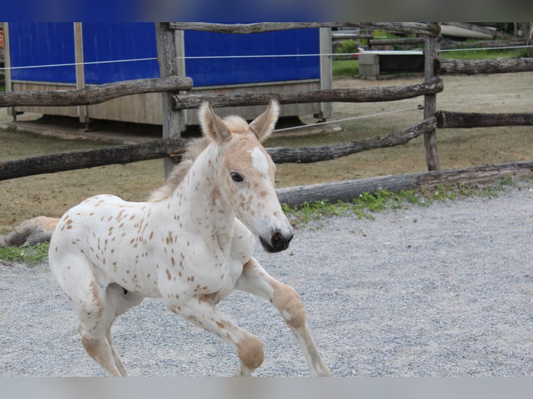 Knabstrup Mare  15,2 hh Leopard-Piebald in Ro&#xDF;haupten