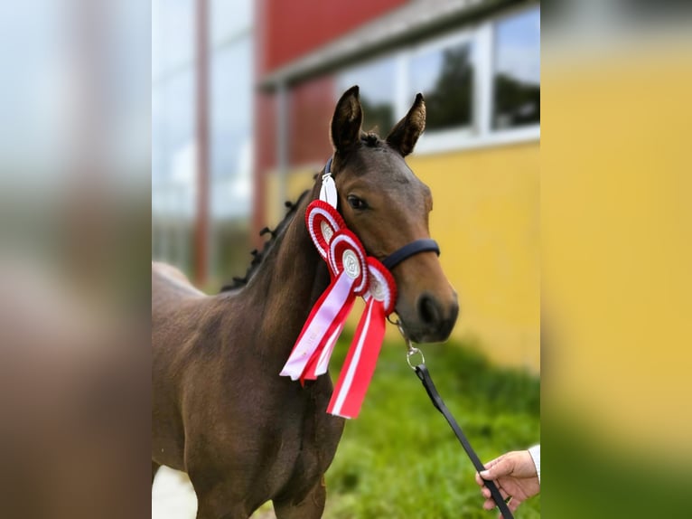 Knabstrup Mare Foal (04/2025) 16 hh Leopard-Piebald in bogense