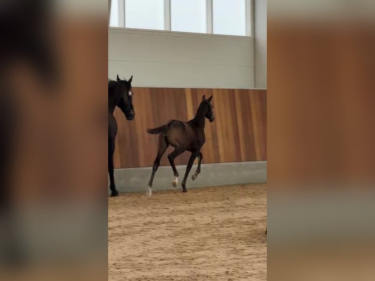 Knabstrup Mare Foal (04/2025) 16 hh Leopard-Piebald in bogense
