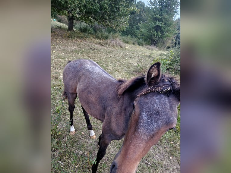 Knabstrup Mare Foal (04/2025) 16 hh Leopard-Piebald in bogense