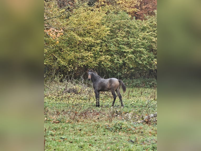 Knabstrup Mare Foal (04/2025) 16 hh Leopard-Piebald in bogense