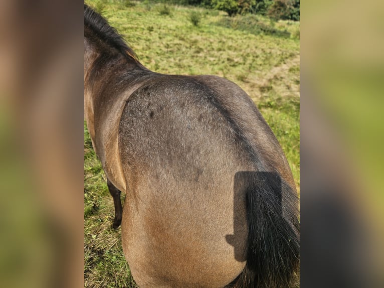 Knabstrup Mare Foal (04/2025) 16 hh Leopard-Piebald in bogense