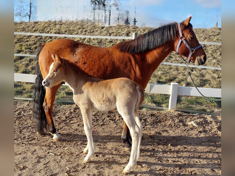 Knabstrup Mare Foal (02/2026) Chestnut-Red in Naila