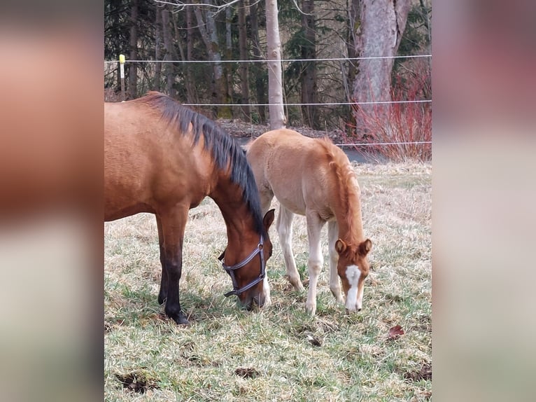 Knabstrup Mare Foal (02/2026) Chestnut-Red in Naila