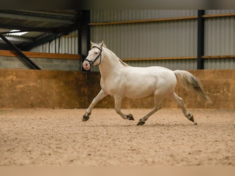 Knabstrup Ogier 10 lat 154 cm Tarantowata in Longhorsley