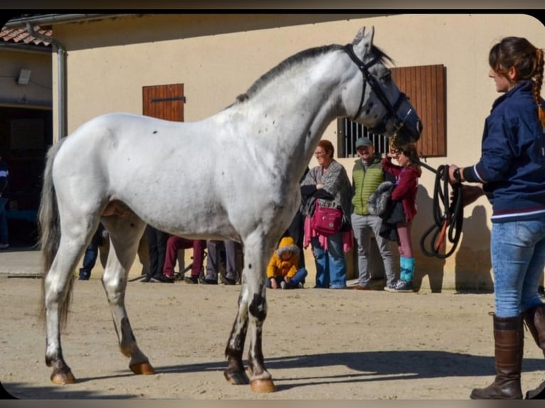 Knabstrup Ogier 15 lat 143 cm Tarantowata in Etauliers