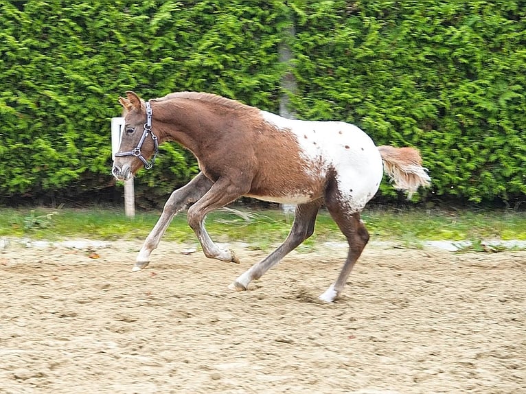 Knabstrup Mix Ogier 1 Rok 155 cm Tarantowata in Utzedel
