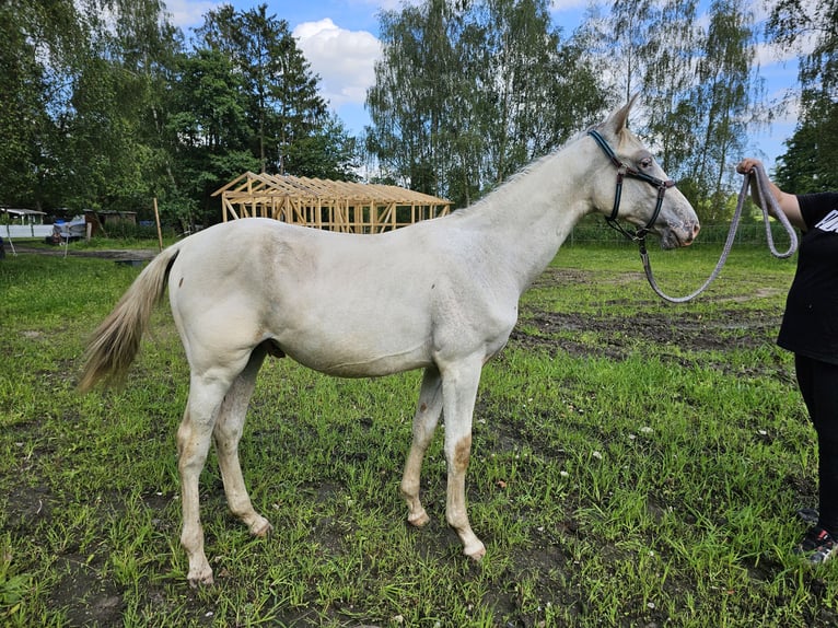 Knabstrup Ogier 1 Rok 165 cm Szampańska in Winsen (Luhe)