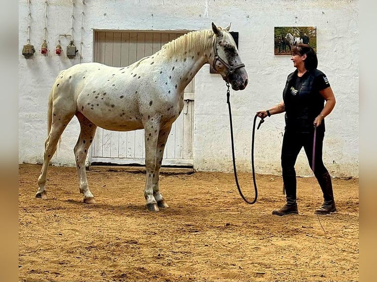 Knabstrup Ogier 2 lat 155 cm Tarantowata in Rehburg-Loccum