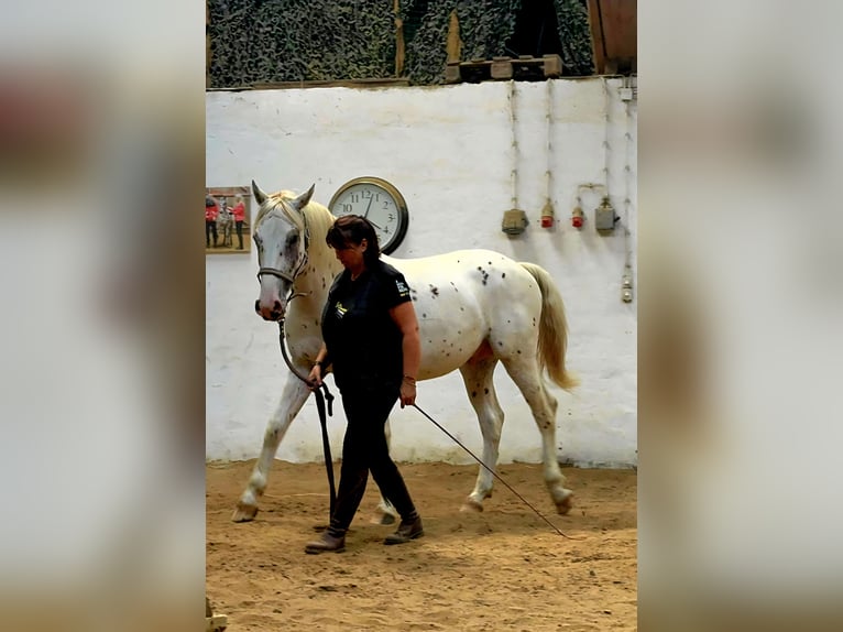 Knabstrup Ogier 2 lat 155 cm Tarantowata in Rehburg-Loccum