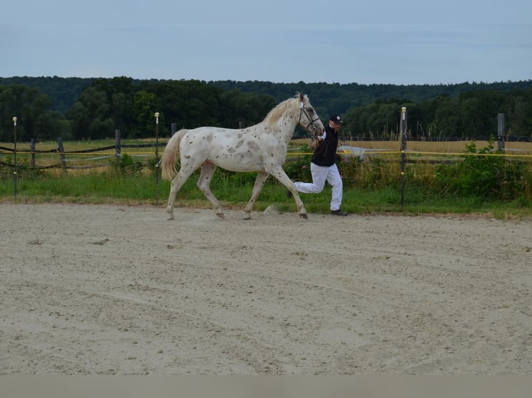 Knabstrup Ogier 2 lat 155 cm Tarantowata in Rehburg-Loccum
